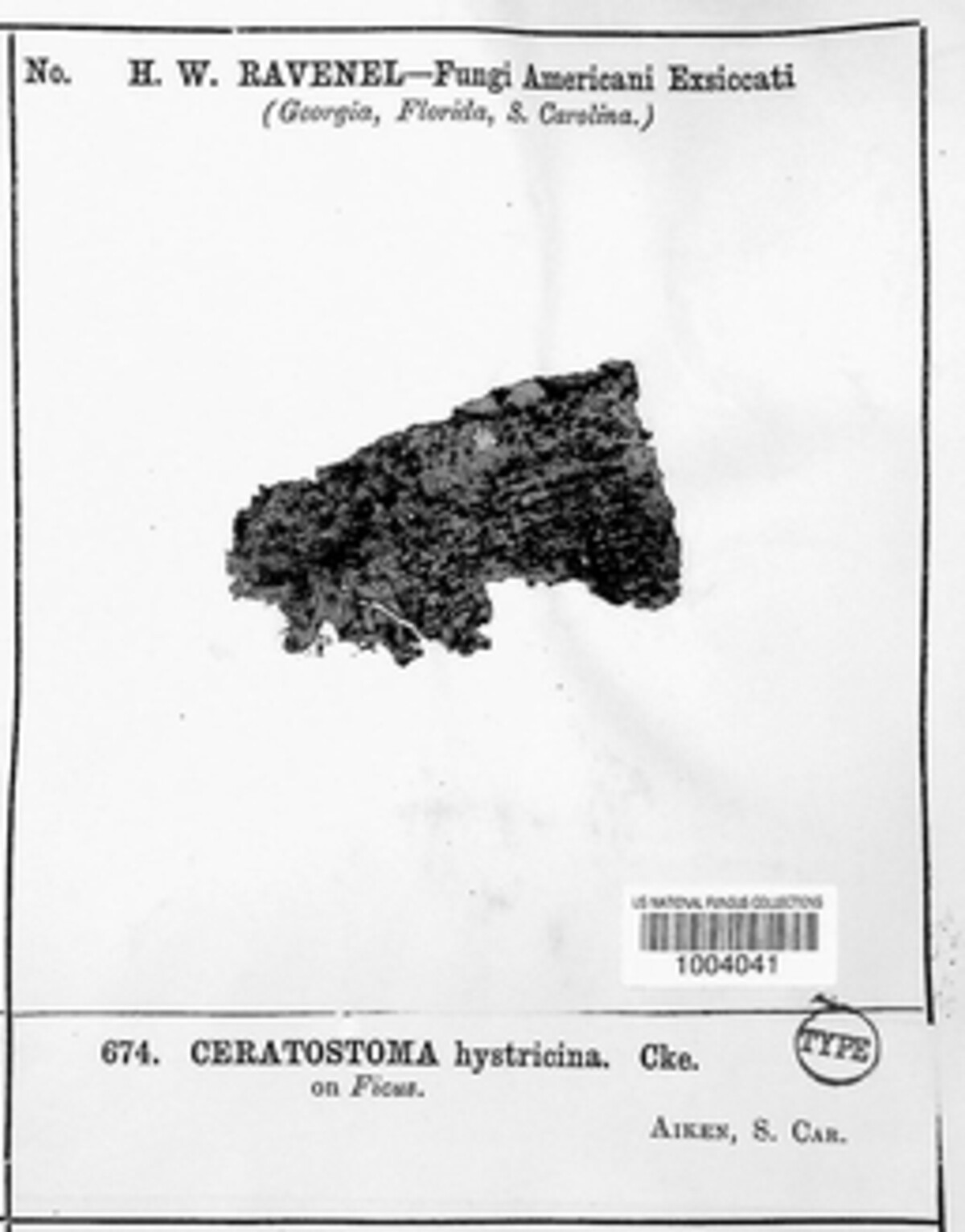 Ceratostoma hystricina image